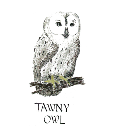 Owl